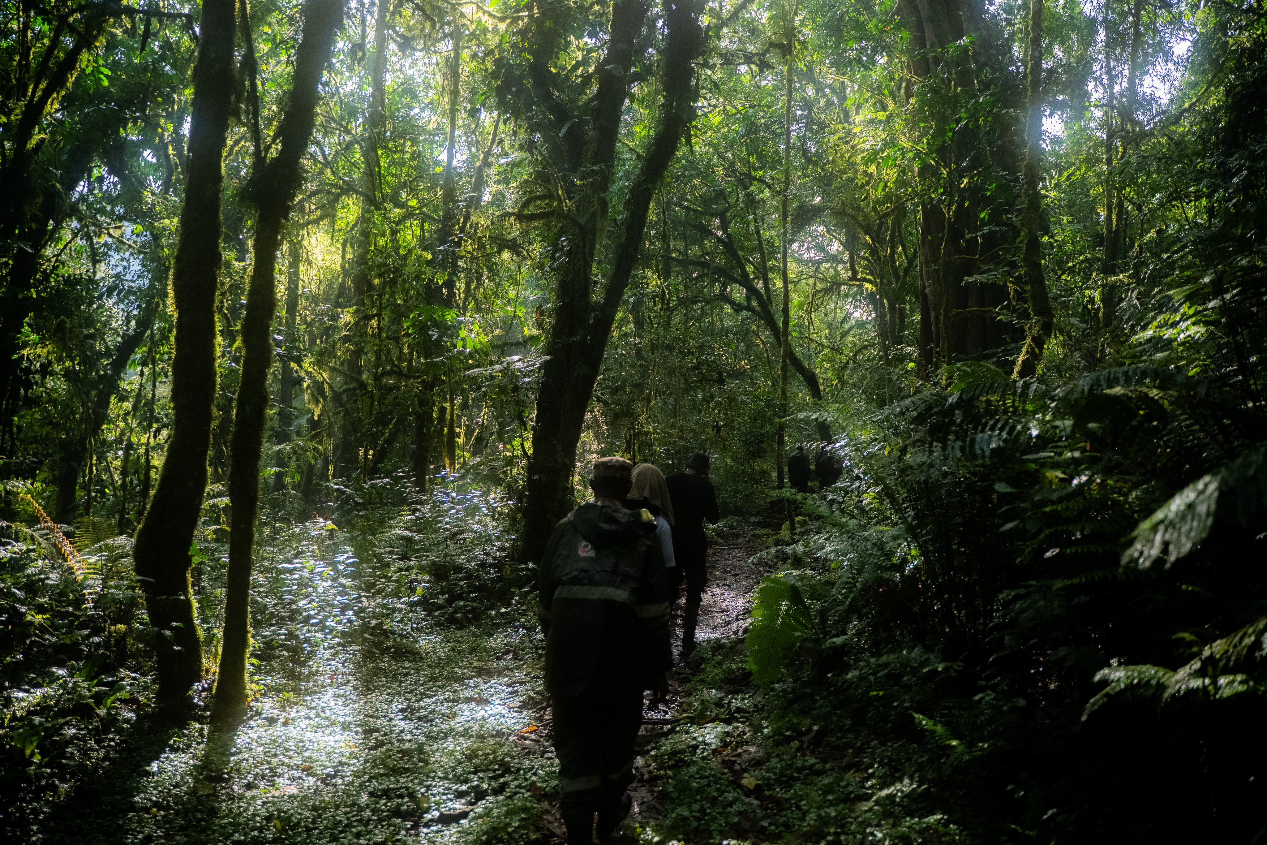 Forest path